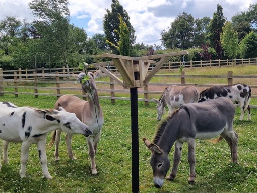 A group of donkeys grazing and playing with a whirligig in a paddock