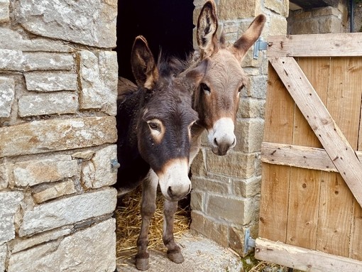 Two donkeys looking out from the entrance of a stone shelter