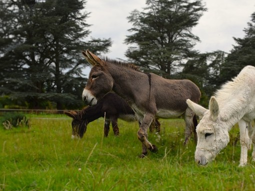 Three donkeys stood next to each other in a field.