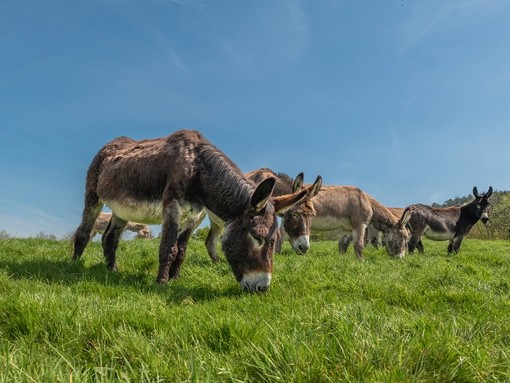 A group of donkeys grazing in a field