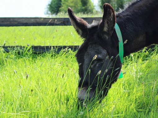 A close up of a dark brown donkey with one eye with its head down eating grass