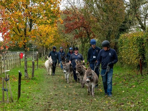 Seven miniature donkeys being led down a grass pathway on a walk.