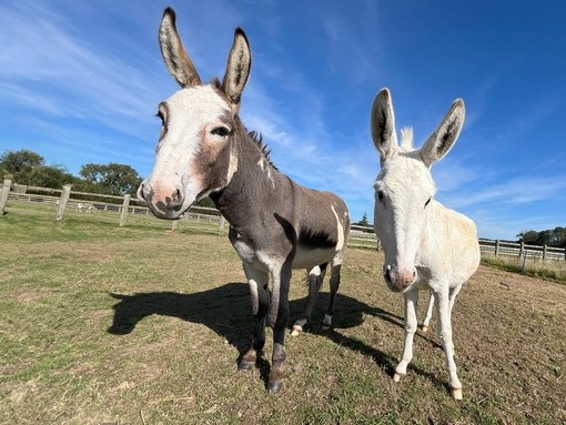 A grey donkey with a white face with a smaller white donkey stood on its right