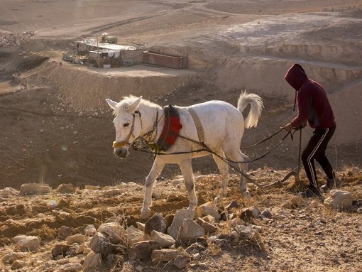 A white working mule on a rural path in Morocco