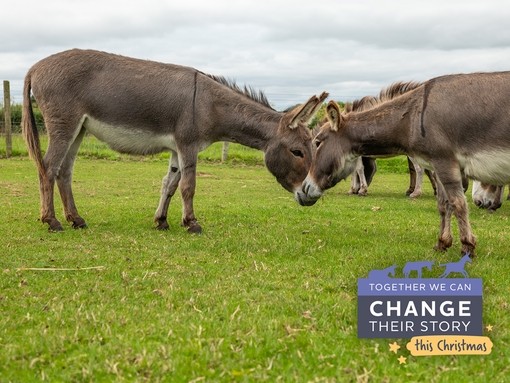Two miniature grey donkeys touching noses whilst stood in a grass paddock.
