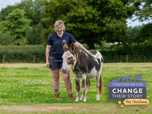 A female groom stood with her hand on the back of a white and brown skewbald donkey