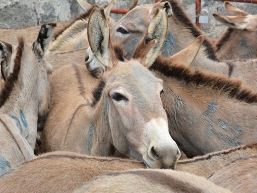 A group of donkeys cramped together in a holding pen at a slaughterhouse.