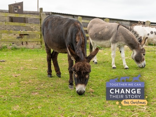A small brown donkey and a grey donkey grazing in a field