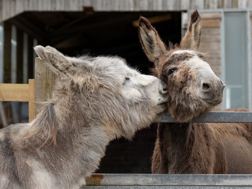 A grey donkey nuzzling a brown donkey over a fence