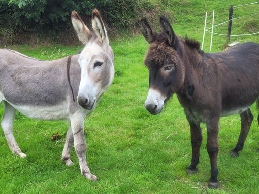 Elle and Conor together in their home