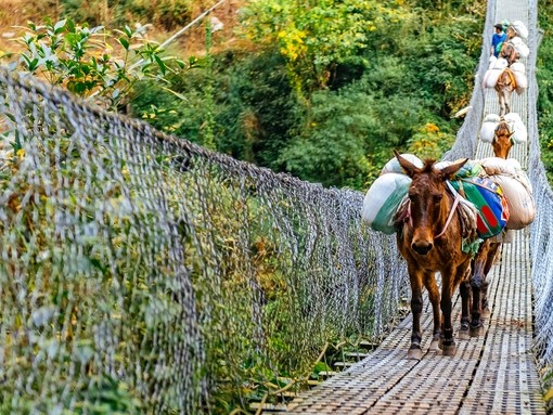 A donkey carrying a heavy pack crossing a rope bridge
