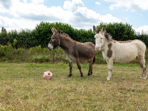 A brown donkey and a white donkey with brown spots stood in a field