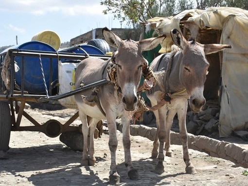 Working donkeys in Kenya