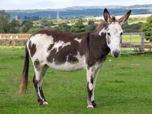 A brown and white donkey stood sideways and looking forwards towards the camera