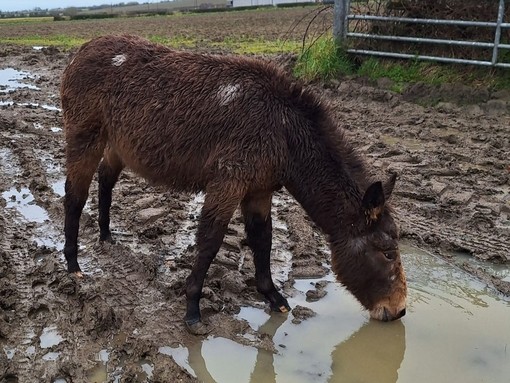 A brown hinny standing in mud whilst drinking from a puddle