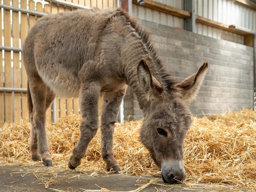 A small grey donkey grazing on straw inside an eclosed shelter