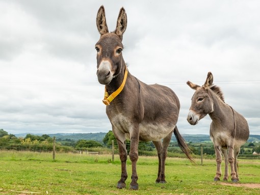 Two brown donkeys stood in a grass paddock.