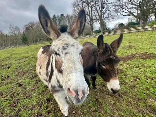 A white and brown spotted donkey with a small brown donkey on its right, both stood in a grass field.