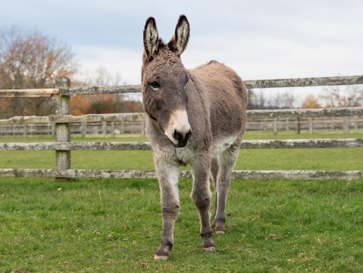 A grey donkey stood walking through a grass paddock in front of a wooden fence.
