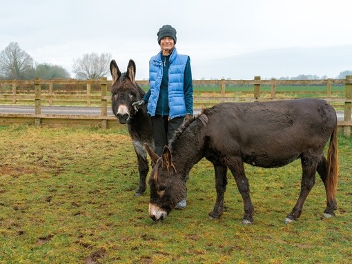 A women wearing a blue gillet stood between two large brown donkeys in a field.