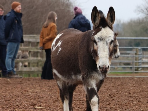 A brown and white donkey walking towards the camera while a group of people stand behind it in the background.