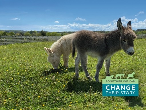 A grey donkey foal facing sideways with a white foal grazing behind. A green and blue graph in the bottom right corner reads 'Together we can change their story'.