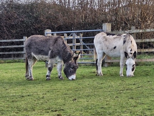 A grey donkey and a white and brown skewbald donkey stood next to each other grazing in a field