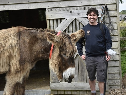 A light brown poitou donkey wearing a red collar stood nest to a man in front of a wooden stable.