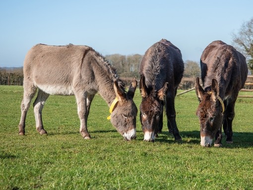 One grey and two brown donkeys grazing in a field.
