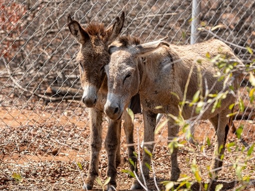 Two light brown donkeys standing next to each other and touching heads in front of a mental chain link fence.