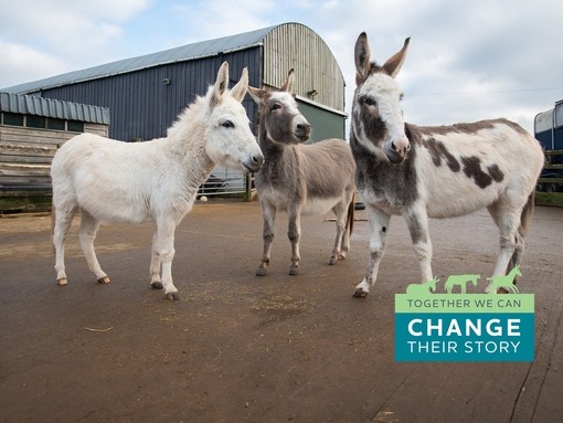 A grey donkey stood in between a white donkey on the left and a white and brown skewbald donkey on the right. A green and blue graphic reads 'Together we can change their story'.