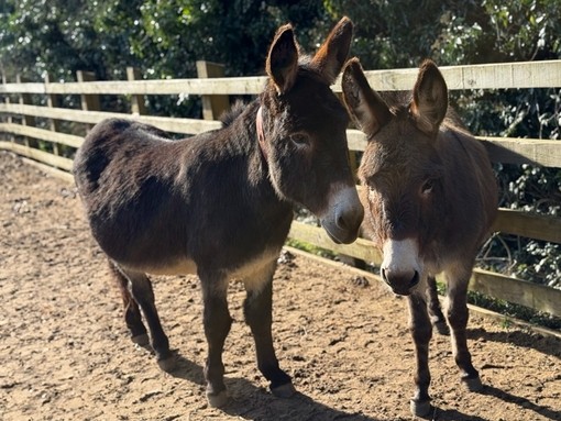 A brown donkey and a smaller grey donkey stood closely next to each other by a wooden fence while stood in a sand paddock.
