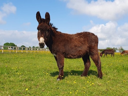 A large dark brown donkey stood sideways in a field with its head looking toward the camera