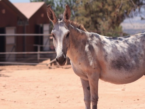 A large white and grey donkey stood to the right looking at camera in a outdoor paddock.