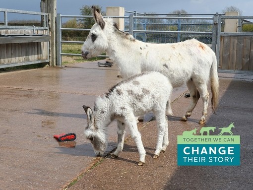 A white donkey with light brown spots stood behind a small white and brown donkey foal smelling a welly boot. Blue and green graphic reads: Together we can change their story.