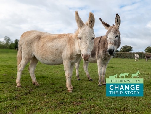 A white and grey donkey stood next to eachother with a green and blue graphic in the bottom right corner that reads ' Together we can change their story'.