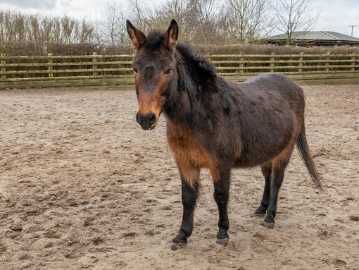 An image of a dark brown mule stood looking toward the camera in a outside sand paddock.