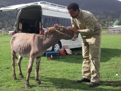 An animal health professional performing a health check on a donkey in front of a van in a grass field.