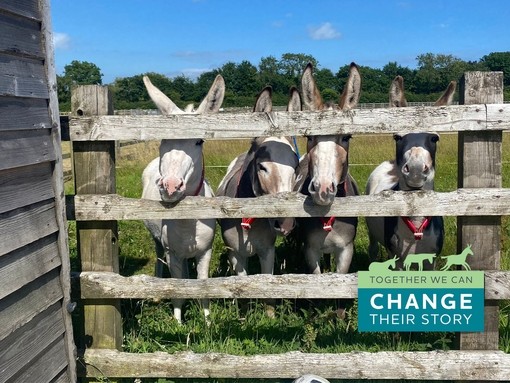 Four donkeys looking through a wooden fence with a green and blue graphic in the bottom right corner which reads 'Together we can change their story'.