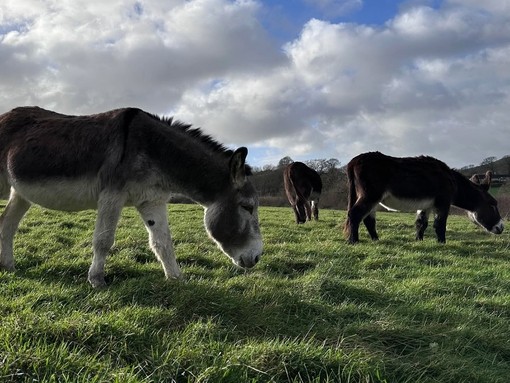 Three donkey grazing on grass in a wide open field.