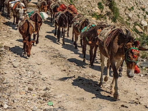 A line of mules walking behind one another on a dirt track on the site of a valley.