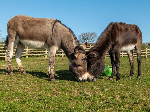 A grey donkey stood to the left of a dark brown donkey as they graze together in a grass field surrounded by a wooden fence