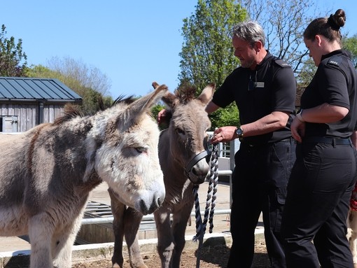 Two police officers stood next to each other looking at two donkeys stood on their left.