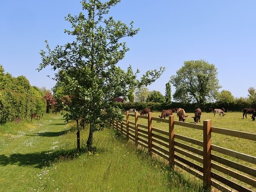 An image of a grass walkway lined by hedges on one side and a wooden fence on the other, with donkeys grazing in the field on the other side of the fence.