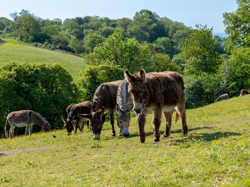 An image of a herd of brown and grey donkeys grazing and standing in a grass field with trees and the sea in the background.