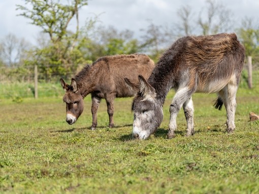A grey and a brown donkey stood next to each other grazing in a field.