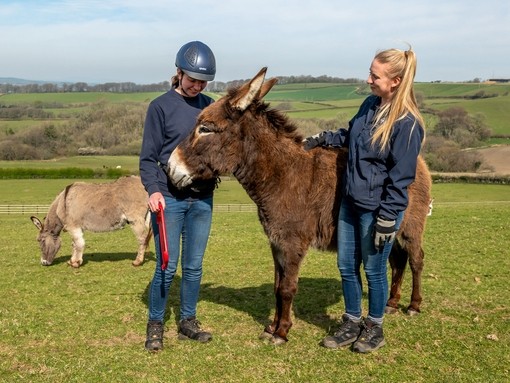 An image of a brown donkey stood between two women who look at the donkey lovingly, while stood in an open field with a grey donkey grazing behind.