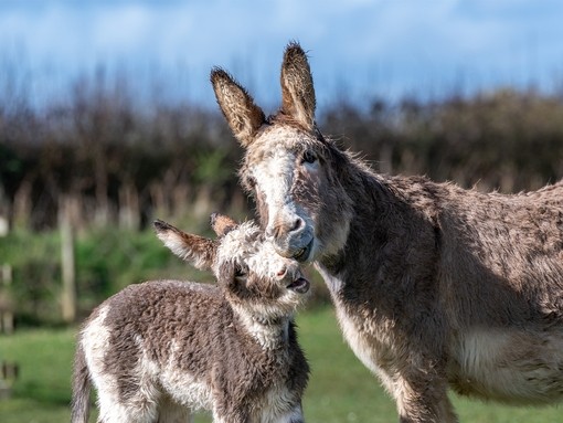 An image of a grey donkey with a white face with her head against the face of her grey and white foal.