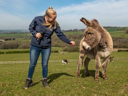 An image of a blonde women stood to the right of a grey donkey, offering out her left hand to the donkeys face.