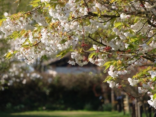 A close up image of a tree with pink flowers hanging over a grass walkway.